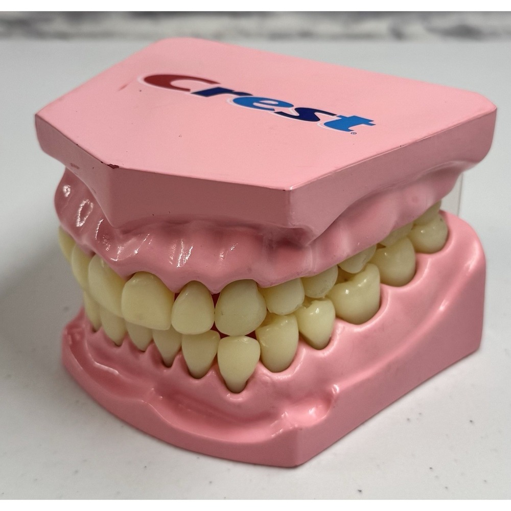 Vintage Crest Model Teeth Brushing Flossing Demo Hinged Dental Display School
